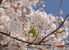 No 3. Japan Cherry Blossom Tour 7 days