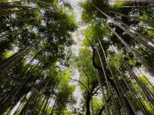 Sagano Bamboo Grove & Arashiyama Walking Tour