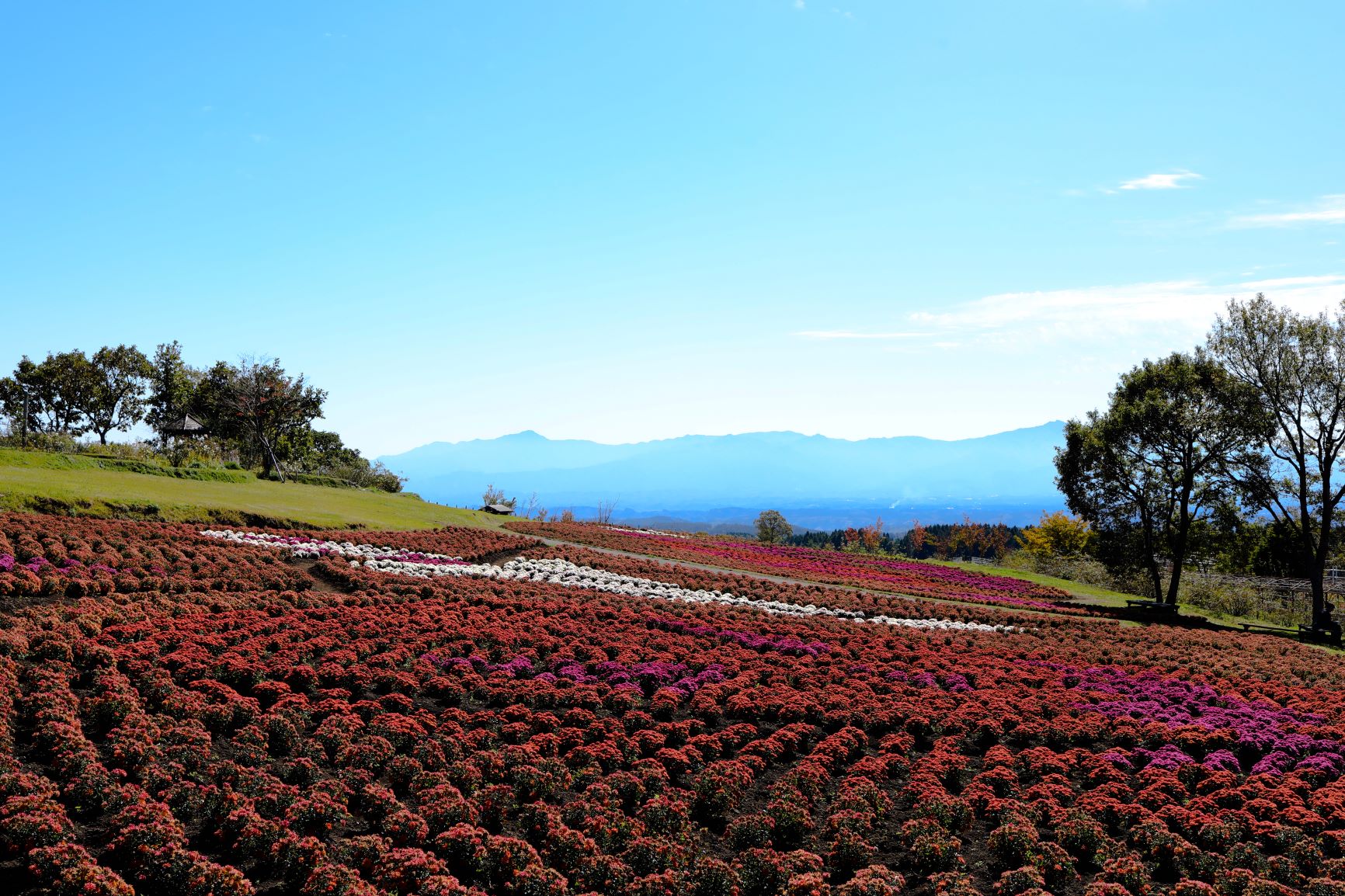 kyushu-kuju-flower-park-oita