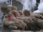Snow Monkey Hotspring and Zenkoji Temple 1 Day Tour - from Hakuba