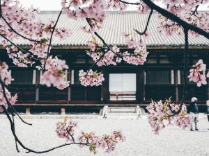2023 Japanese Culture & Cherry Blossom Delight 14 Day Small Group Tour