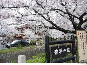 2023 Japanese Culture & Cherry Blossom Delight 14 Day Small Group Tour