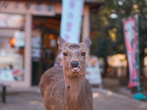 Nara Afternoon Tour