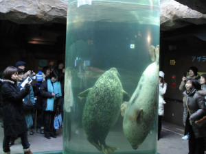 1-Day Asahiyama Zoo, Biei Blue Pond & Furano Bus Tour