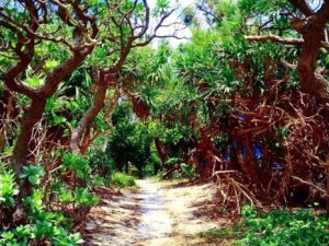 Okinawa Highlights - 7 Day Road Trip