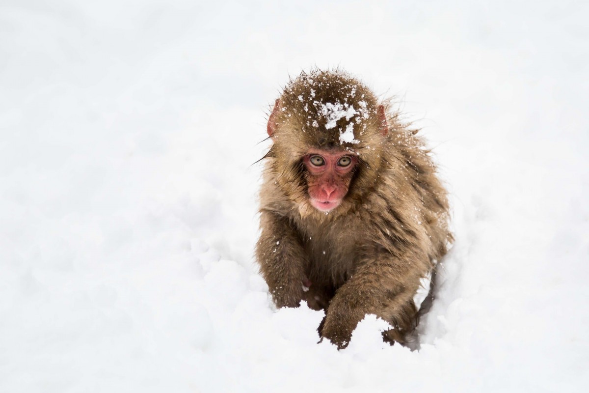 1Day Snow Monkey Tour from Tokyo