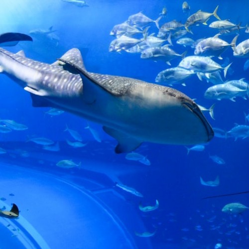 Onnason  Motobu Peninsula