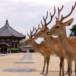 Osaka - (Nara) (B)
