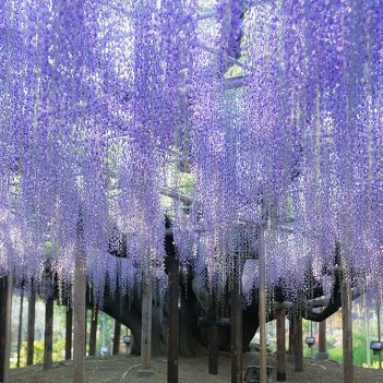 Tokyo Ashikaga Sendai
