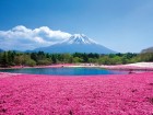Tokyo - Mt. Fuji - Tokyo (Tour Depart on 5 & 6 May)